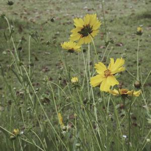 刘涛奶罩掉落露出奶头
